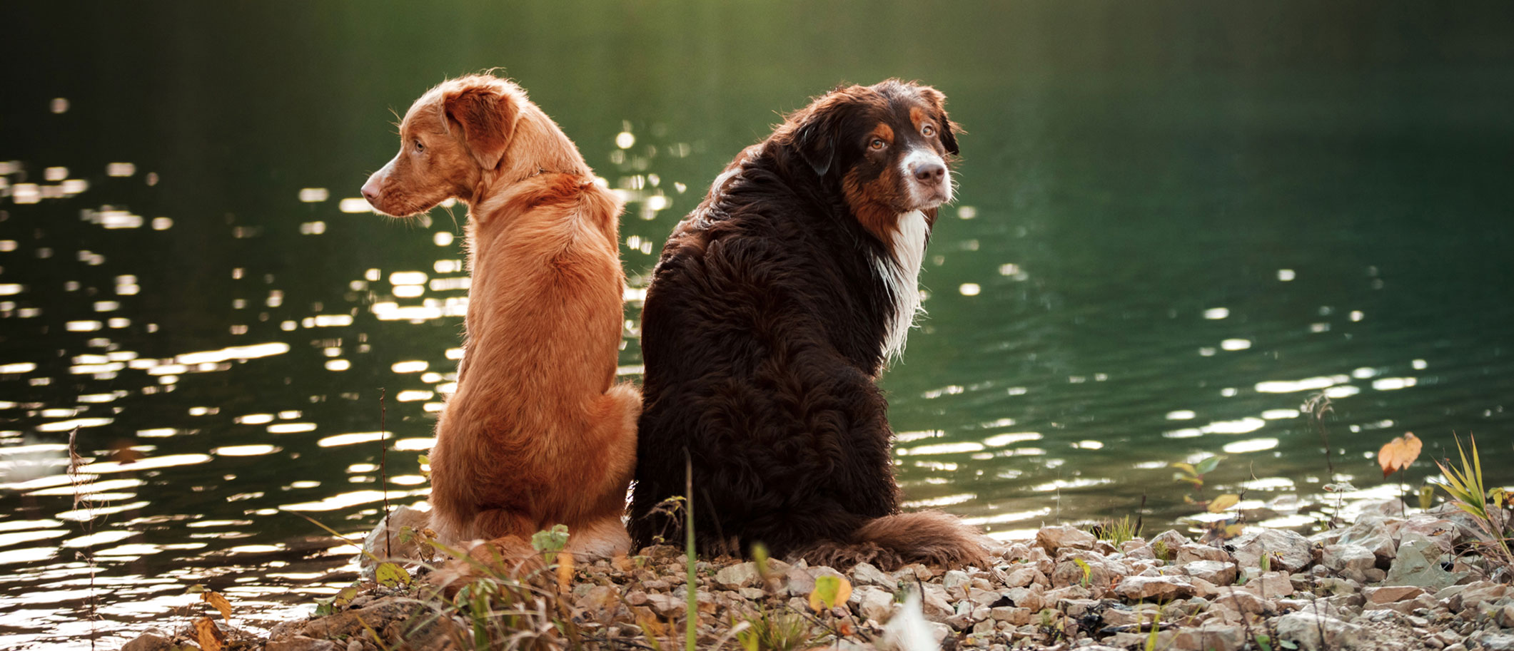 Referring CT Scan Form - Taconic Veterinary Center