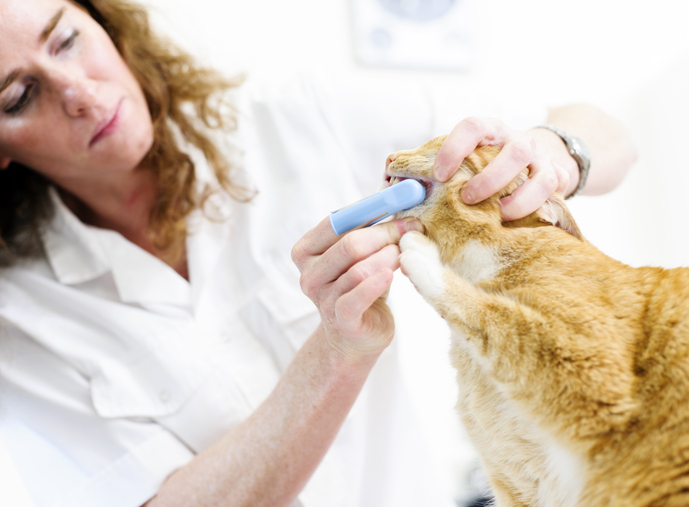 routine cat and dog teeth cleaning in Cortlandt Manor, NY