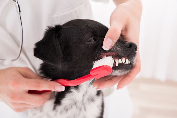 Why Routine Cat and Dog Teeth Cleaning is Important in Cortlandt Manor, NY