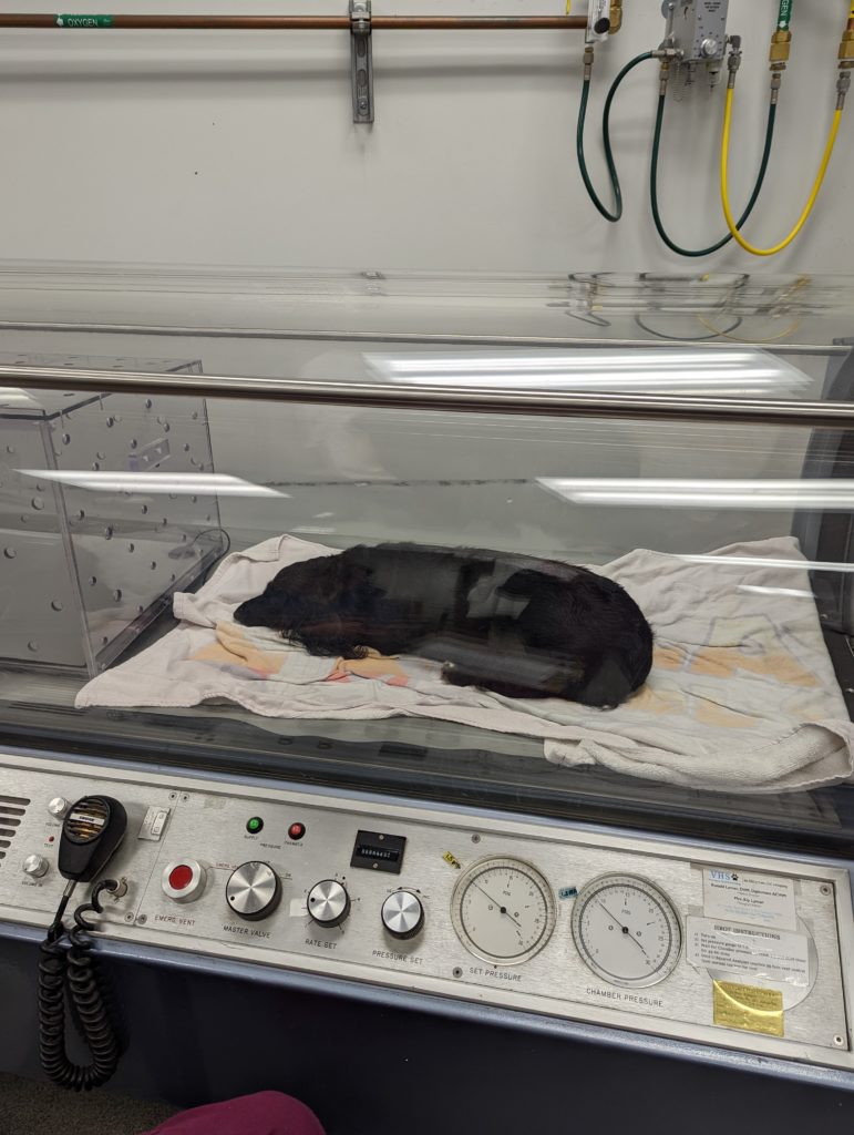 Hyperbaric Oxygen Therapy for Pets: What it is and How it Works