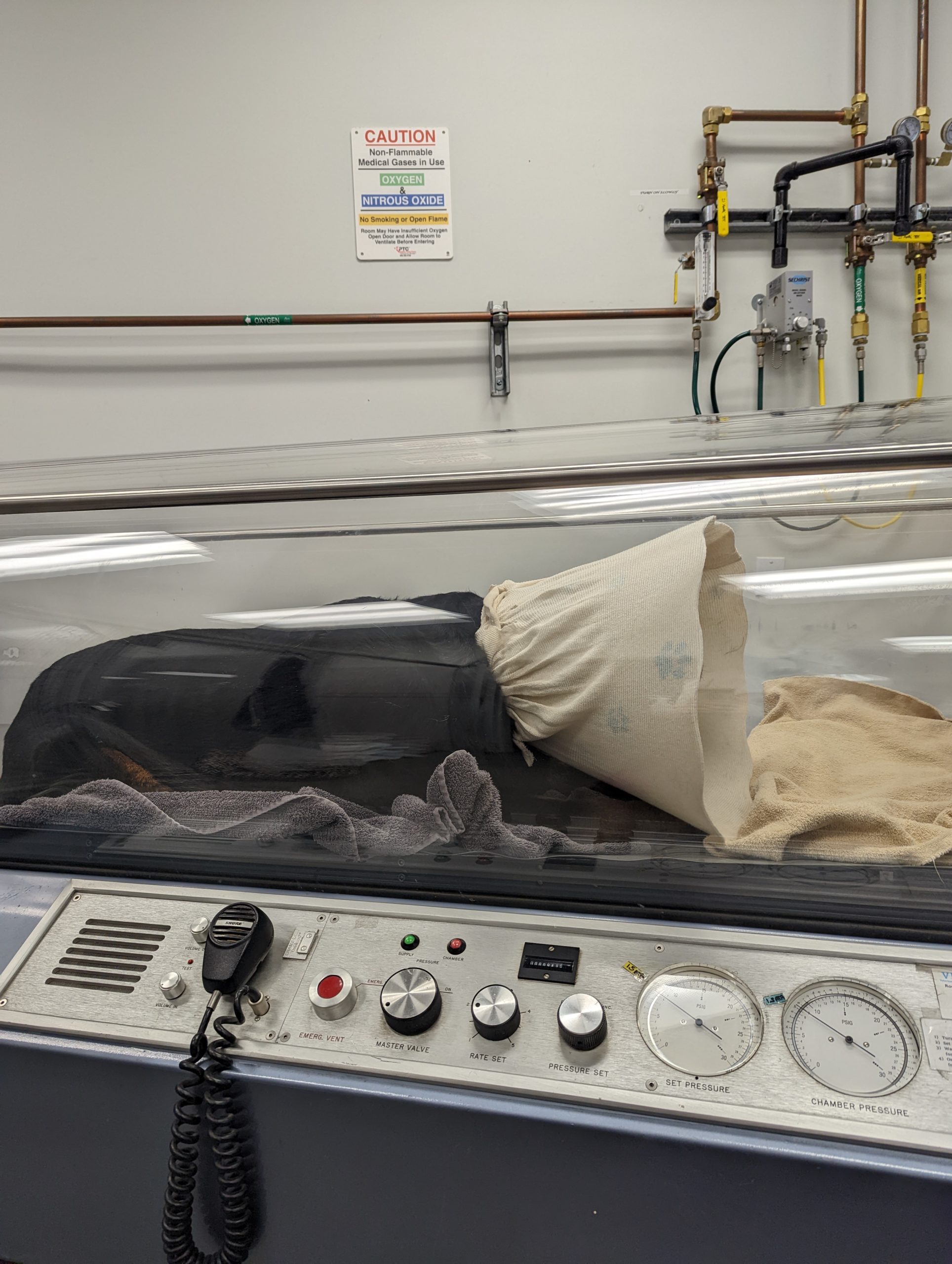 How Do Dog Oxygen Chambers Work? Taconic Veterinary Center