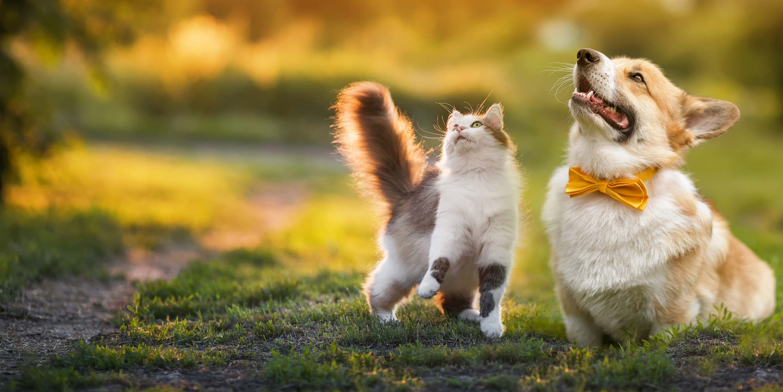 Endoscopy & Rhinoscopy for Pets in Cortlandt Manor, NY Taconic