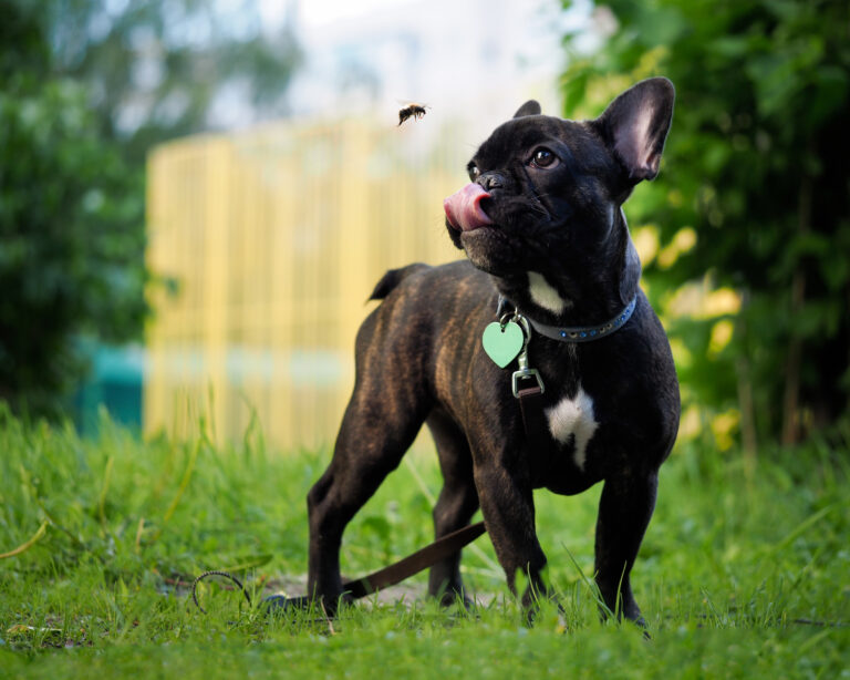 My Dog Ate a Bee: What Do I Do? - Taconic Veterinary Center