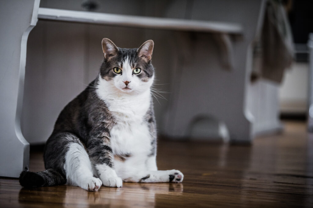 cat gaining weight in cortlandt manor, ny