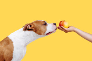 fall foods safe for dogs in cortlandt manor, ny