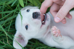 puppies lose their baby teeth