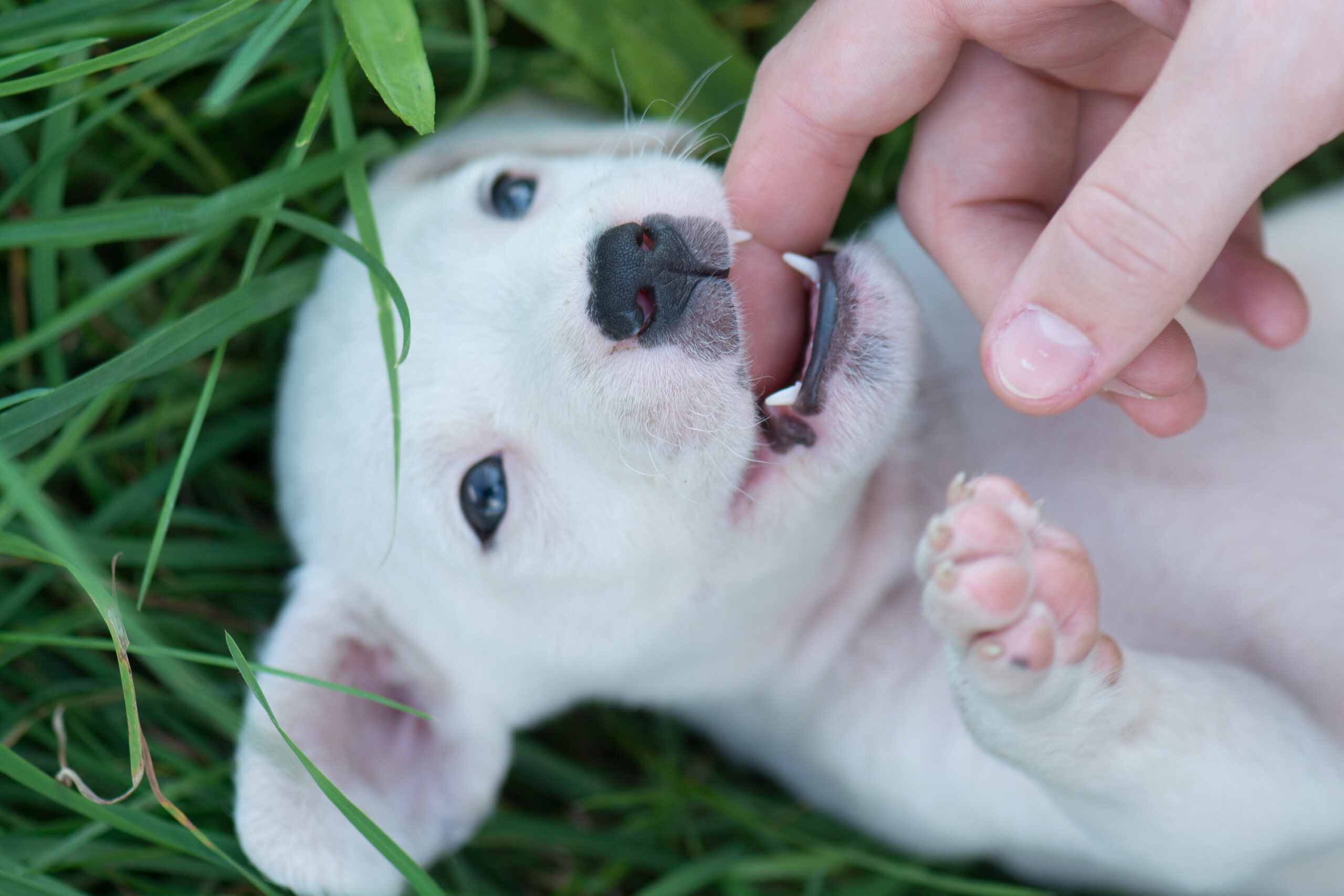 why isnt my puppy losing his teeth