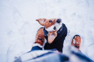walk your dog safely in the winter in cortlandt manor, ny