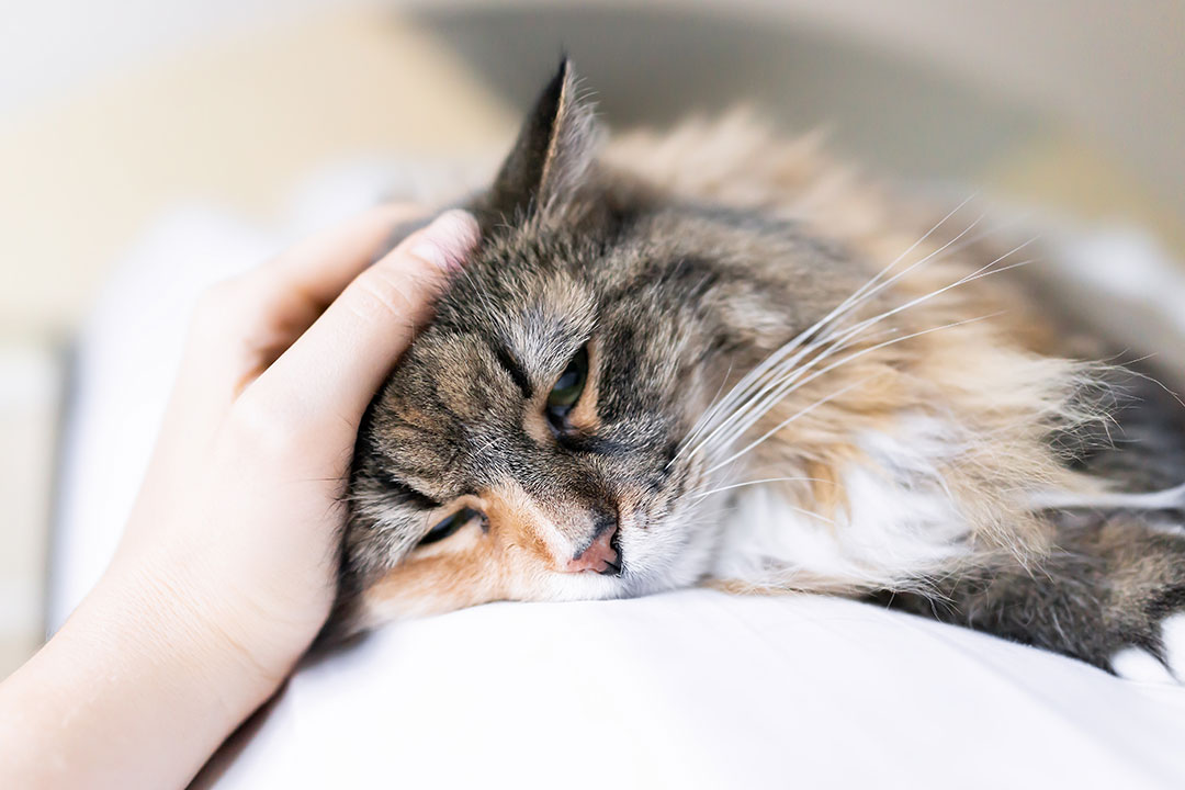 When to Euthanize a Cat with Seizures Taconic Veterinary Center