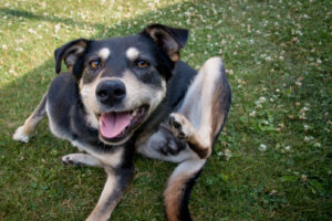 dog-scratching-his-neck-while-outside