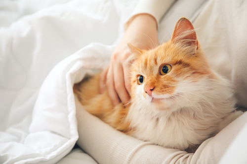 orange-cat-laying-in-bed-with-female-owner