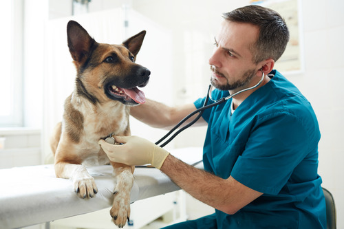 male-vet-examining-brown-sheepdog-at-clinic