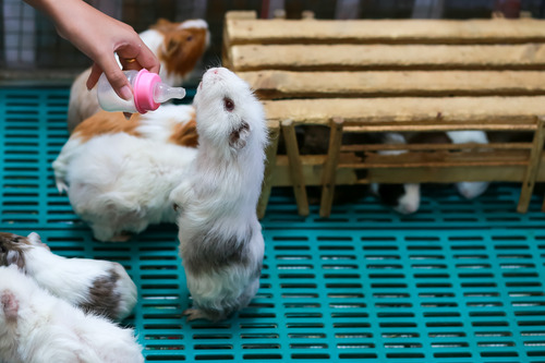 white-guinea-pig-standing-on-two-legs-with-a-woman's-hand-holding-a-bottle-of-milk