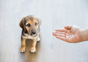 pet-owner-holding-out-hand-to-give-their-puppy-a-pill