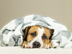 staffordshire-terrier-puppy-lying-covered-in-throw-blanket-and-falling-asleep