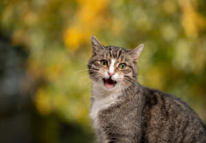 white-tabby-cat-meowing