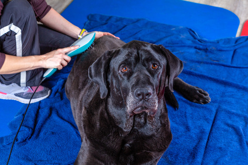 black dog laying on a mat while receiving laser therapy at a vet clinic