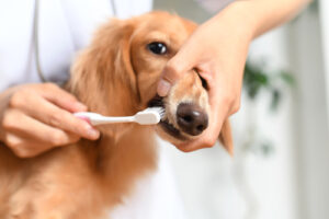 vet brushing dog's teeth with a toothbrush at the clinic