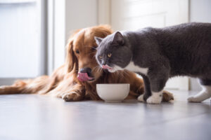 dog and cat licking their noses near food bowl