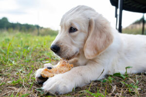 golden retriever puppy chewing on pressed chicken bone lying in the grass