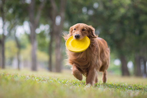 golden retriever dog carrying a frisbee in his mouth while running in an open park