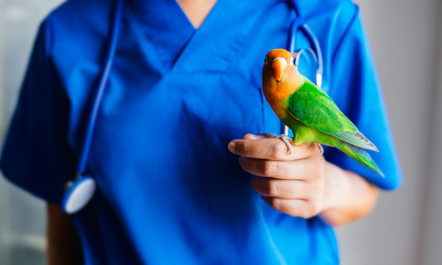close up of veterinarian holding a parrot on her hand at clinic