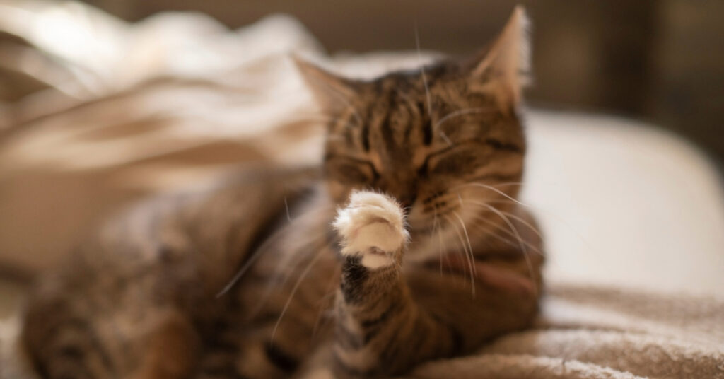 cat grooming itself at home