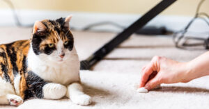 owner cleaning the carpet next to a cat after vomiting