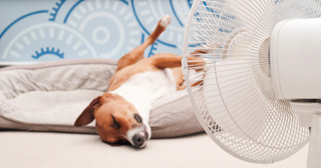 dog laying in his bed on his back with his paws in the air in front of a fan