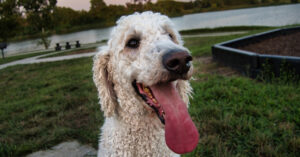 close up of dog panting while outside