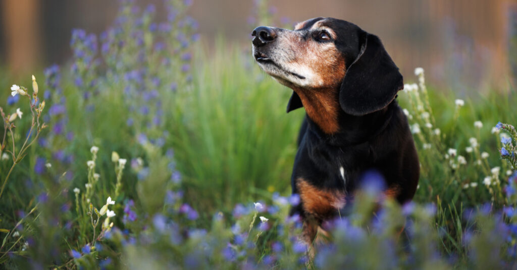 older dog sniffing through a field of flowers