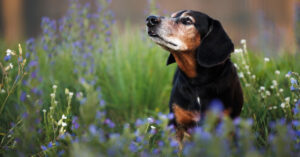 older dog sniffing through a field of flowers