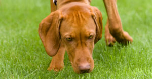 close up of a dog sniffing the grass